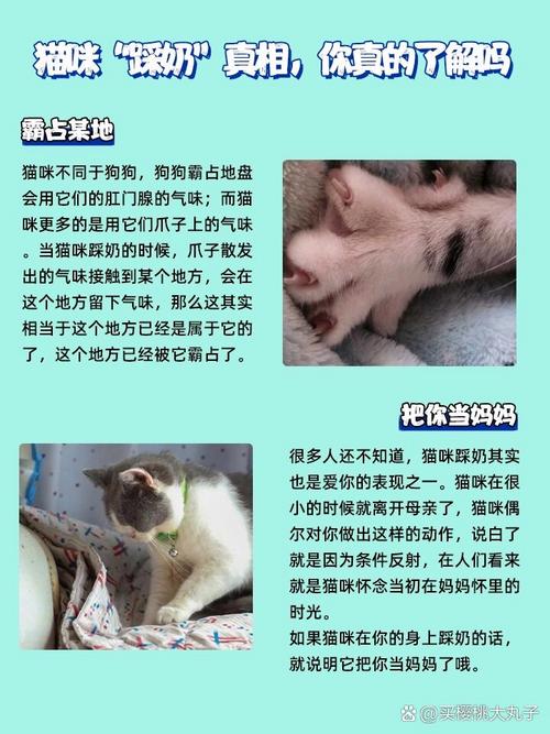 猫踩奶是什么意思-布偶猫踩奶是什么意思-第2张图片 猫踩奶是什么意思-布偶猫踩奶是什么意思-第2张图片