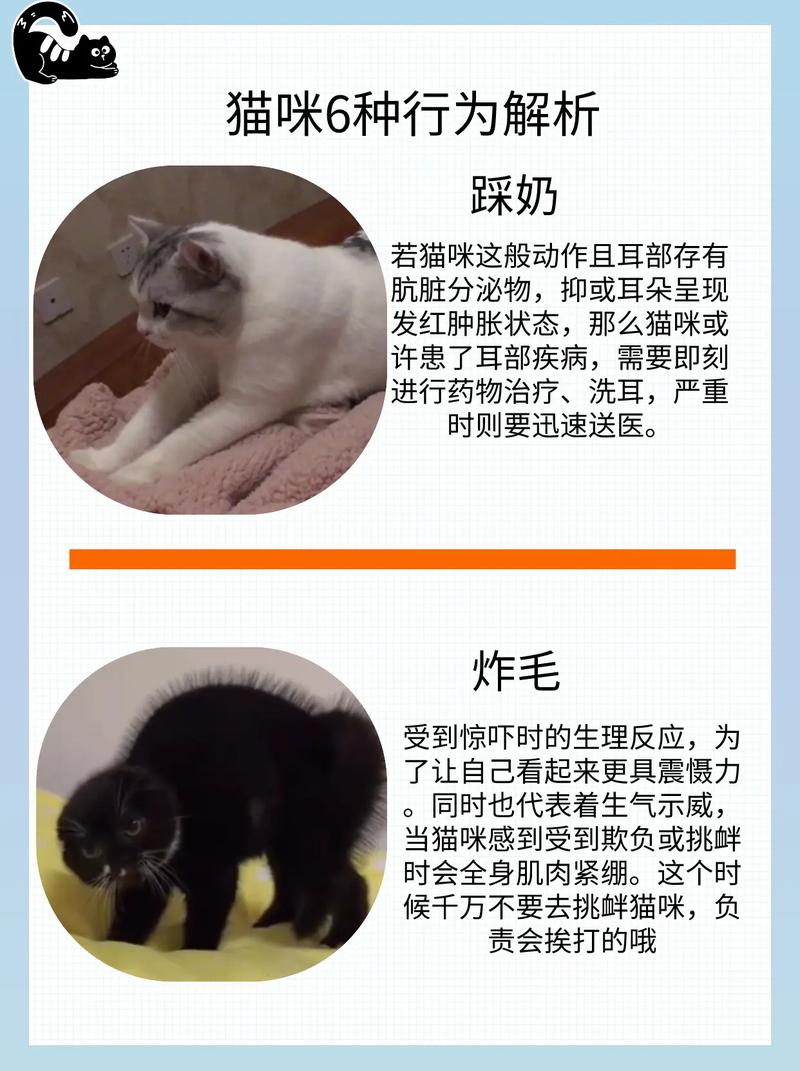 猫踩奶是什么意思-布偶猫踩奶是什么意思-第4张图片 猫踩奶是什么意思-布偶猫踩奶是什么意思-第4张图片