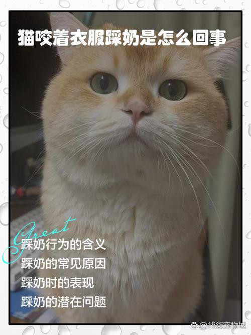 猫踩奶是什么意思-布偶猫踩奶是什么意思-第5张图片 猫踩奶是什么意思-布偶猫踩奶是什么意思-第5张图片