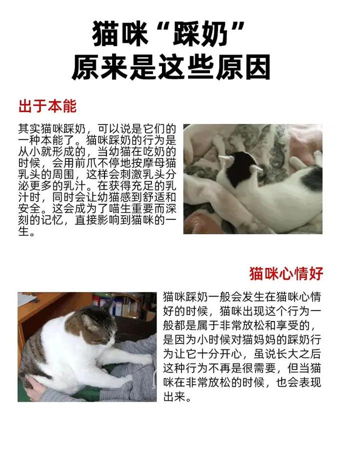 猫踩奶是什么意思-布偶猫踩奶是什么意思-第8张图片 猫踩奶是什么意思-布偶猫踩奶是什么意思-第8张图片
