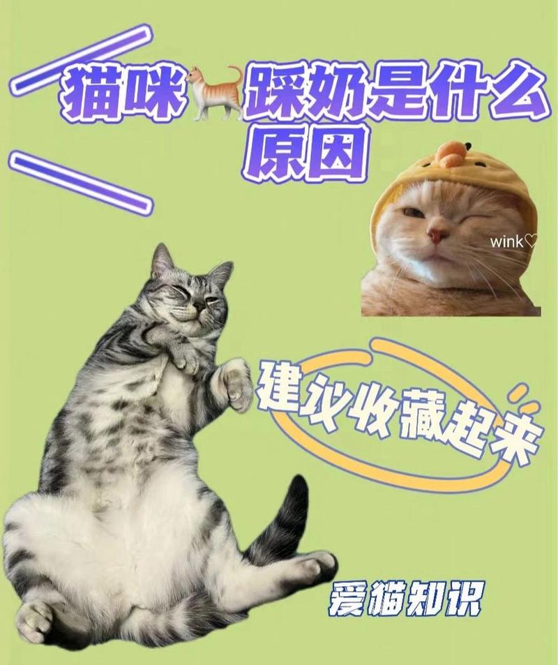 猫踩奶是什么意思-布偶猫踩奶是什么意思-第10张图片 猫踩奶是什么意思-布偶猫踩奶是什么意思-第10张图片