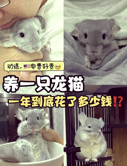 金色龙猫多少钱一只/金色龙猫多少钱一只图片-第2张图片 金色龙猫多少钱一只/金色龙猫多少钱一只图片-第2张图片