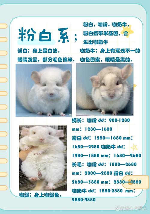金色龙猫多少钱一只/金色龙猫多少钱一只图片-第4张图片 金色龙猫多少钱一只/金色龙猫多少钱一只图片-第4张图片