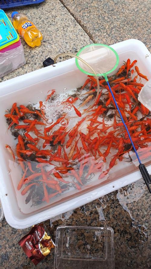解析“小金鱼能活多久”你不知道的事-第2张图片 解析“小金鱼能活多久”你不知道的事-第2张图片