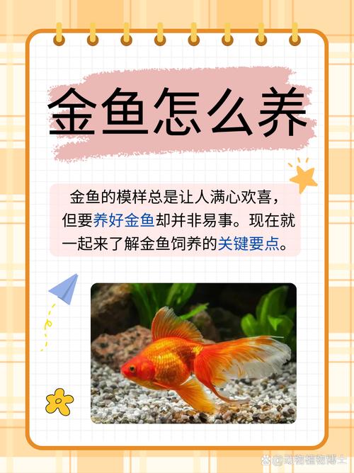 解析“小金鱼能活多久”你不知道的事-第5张图片 解析“小金鱼能活多久”你不知道的事-第5张图片