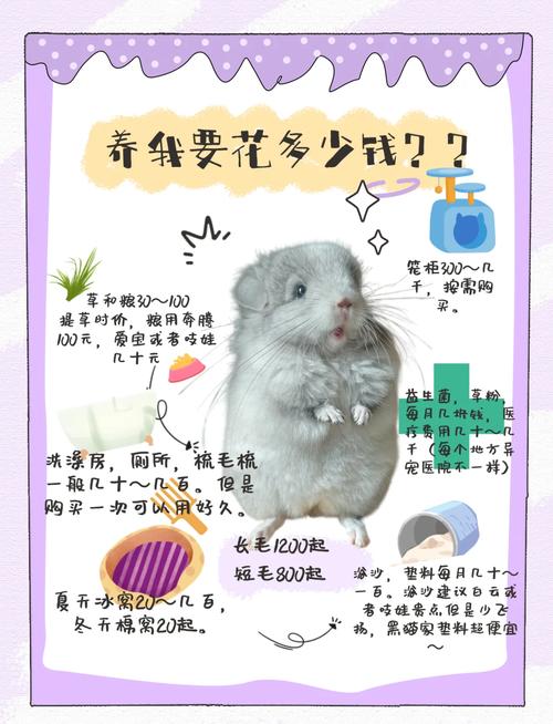 龙猫宠物多少钱一只纯黑-龙猫深黑什么价-第3张图片 龙猫宠物多少钱一只纯黑-龙猫深黑什么价-第3张图片