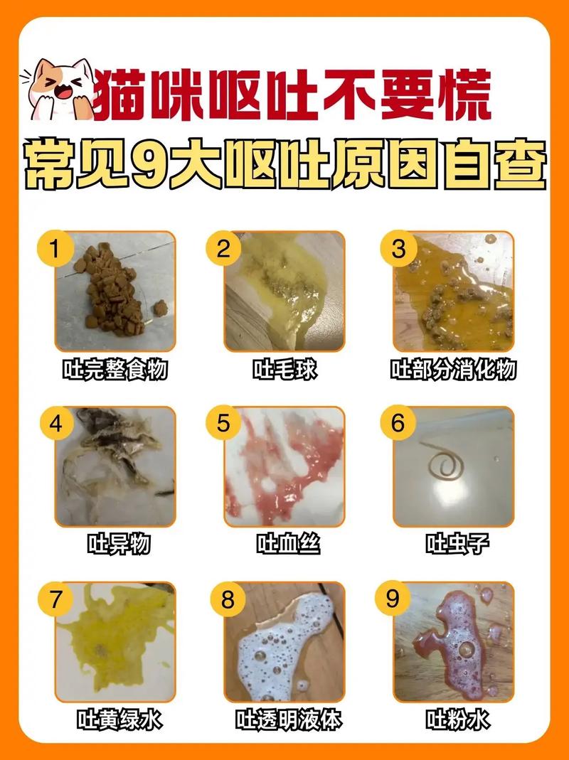 猫咪吃多了会吐吗-猫咪吃多了会吐吗?-第4张图片 猫咪吃多了会吐吗-猫咪吃多了会吐吗?-第4张图片