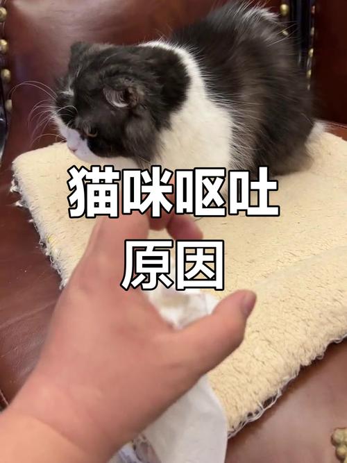 猫咪吃多了会吐吗-猫咪吃多了会吐吗?-第6张图片 猫咪吃多了会吐吗-猫咪吃多了会吐吗?-第6张图片