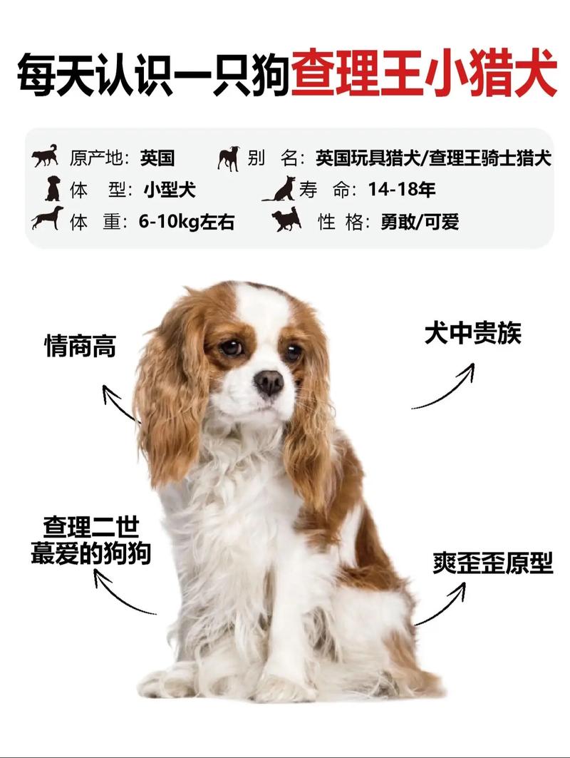 查理士王小猎犬的费用-查理士王小猎犬好养吗,多少钱一只-第2张图片 查理士王小猎犬的费用-查理士王小猎犬好养吗,多少钱一只-第2张图片