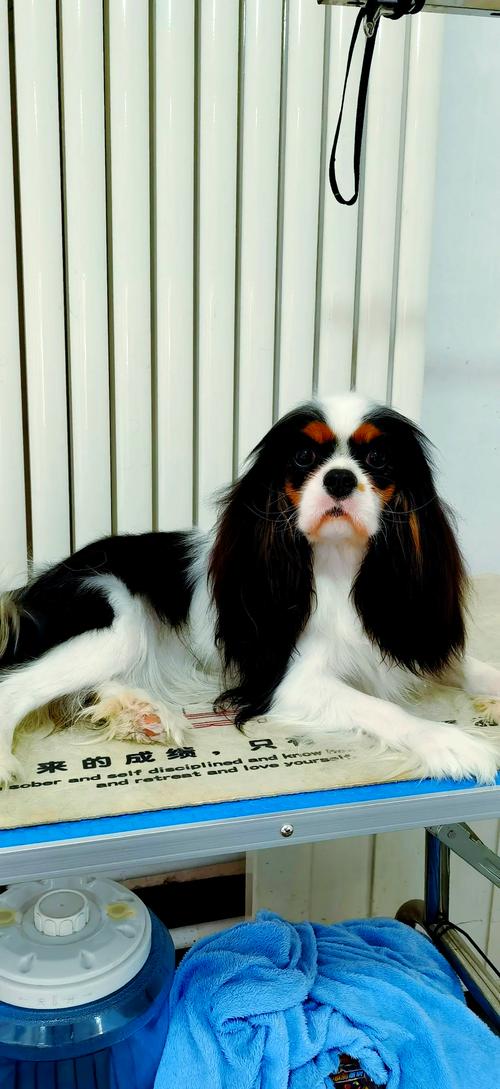 查理士王小猎犬的费用-查理士王小猎犬好养吗,多少钱一只-第3张图片 查理士王小猎犬的费用-查理士王小猎犬好养吗,多少钱一只-第3张图片