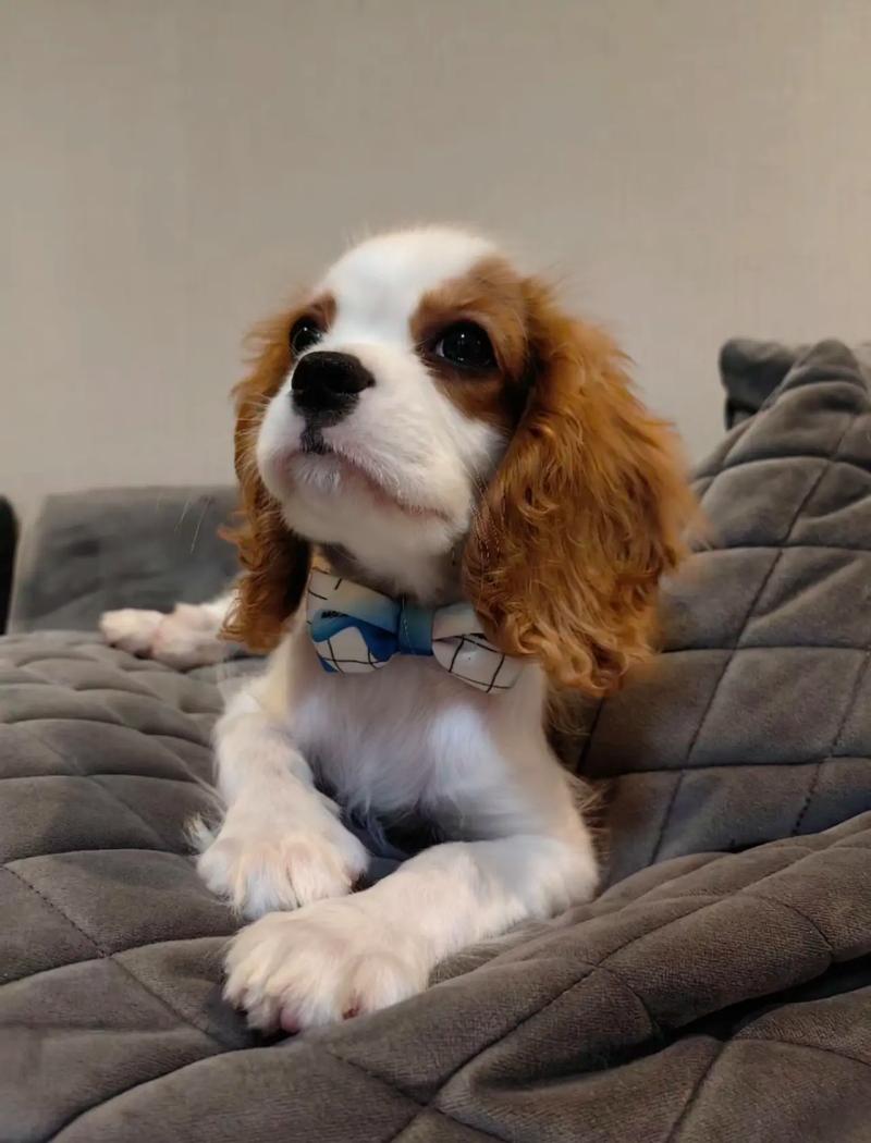 查理士王小猎犬的费用-查理士王小猎犬好养吗,多少钱一只-第5张图片 查理士王小猎犬的费用-查理士王小猎犬好养吗,多少钱一只-第5张图片