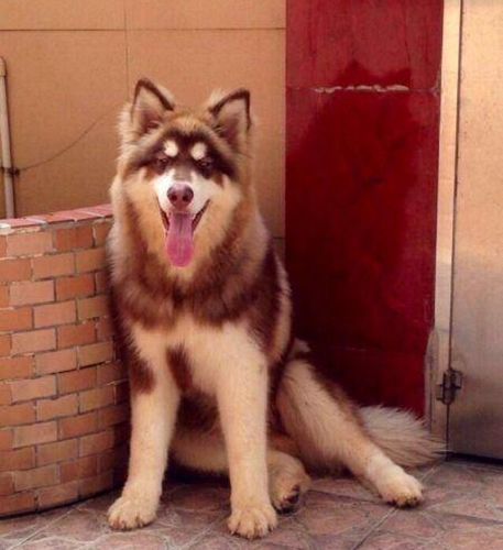 红阿拉斯加,红阿拉斯加犬多少钱一只-第2张图片 红阿拉斯加,红阿拉斯加犬多少钱一只-第2张图片