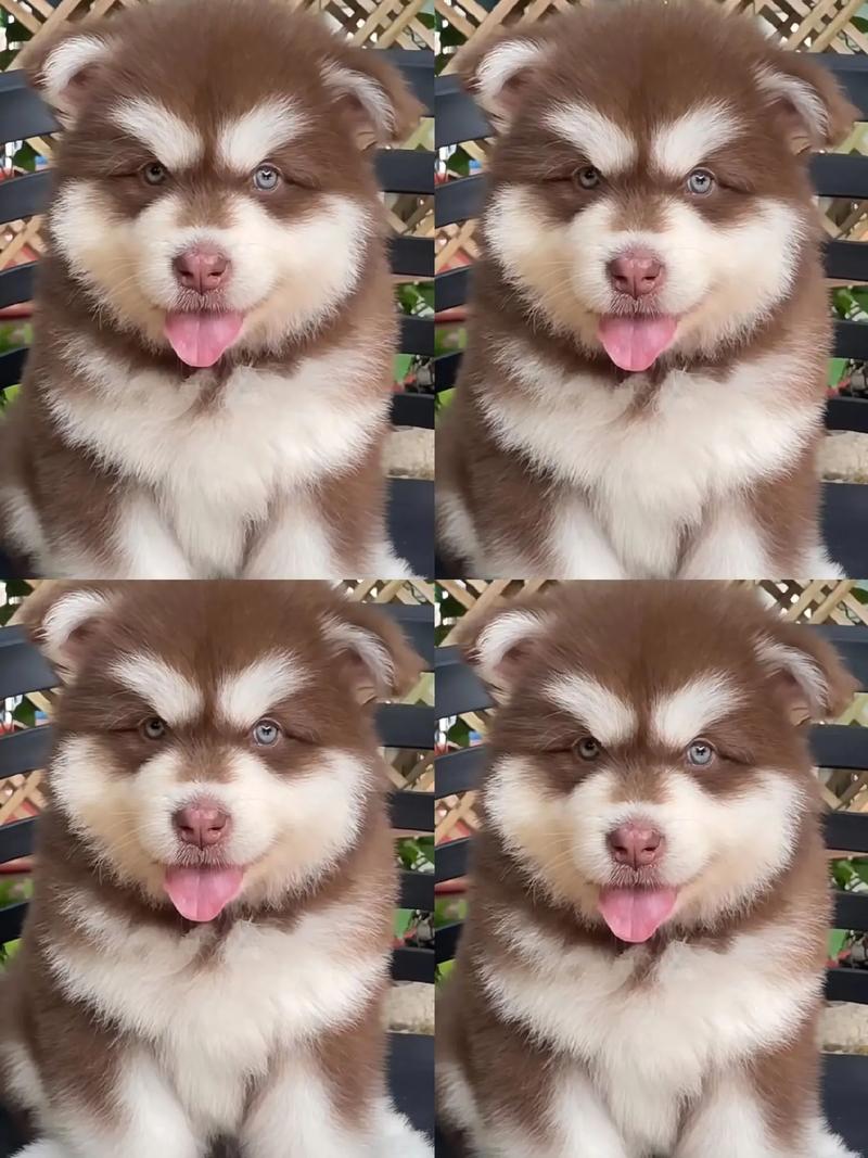红阿拉斯加,红阿拉斯加犬多少钱一只-第4张图片 红阿拉斯加,红阿拉斯加犬多少钱一只-第4张图片