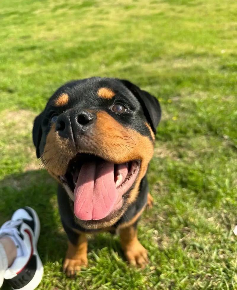 罗威纳幼犬喂食量-罗威纳幼犬吃多少