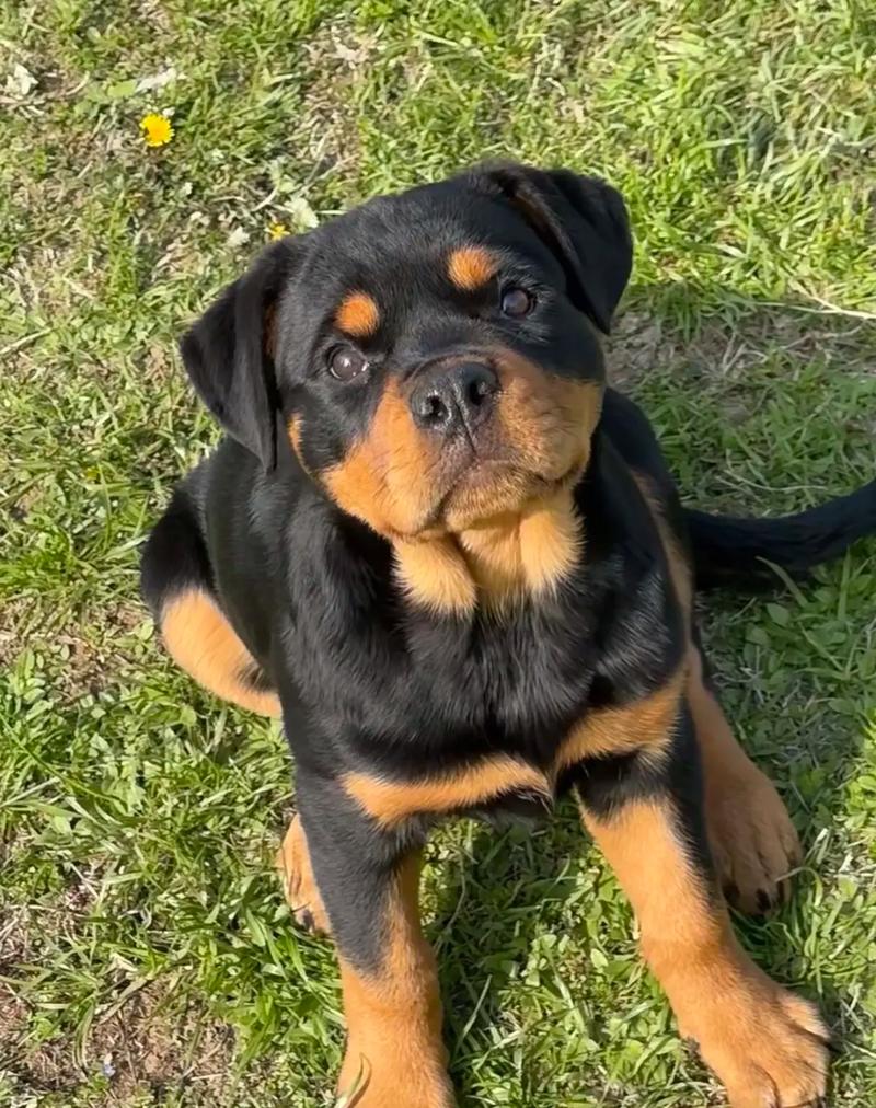 罗威纳幼犬喂食量-罗威纳幼犬吃多少-第4张图片 罗威纳幼犬喂食量-罗威纳幼犬吃多少-第4张图片