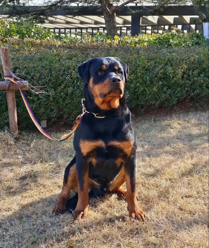 罗威纳幼犬喂食量-罗威纳幼犬吃多少-第6张图片 罗威纳幼犬喂食量-罗威纳幼犬吃多少-第6张图片