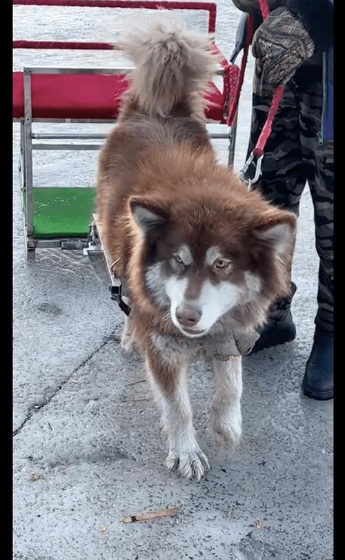 阿拉斯加雪橇犬的冬季养护/阿拉斯加雪橇犬适合的温度-第2张图片 阿拉斯加雪橇犬的冬季养护/阿拉斯加雪橇犬适合的温度-第2张图片