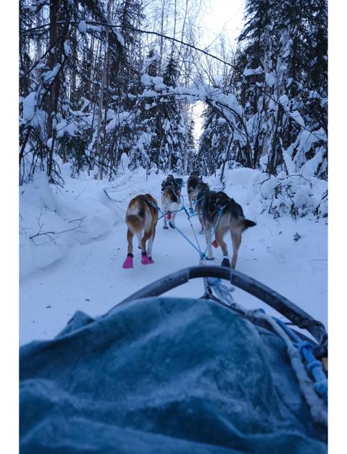 阿拉斯加雪橇犬的冬季养护/阿拉斯加雪橇犬适合的温度-第3张图片 阿拉斯加雪橇犬的冬季养护/阿拉斯加雪橇犬适合的温度-第3张图片
