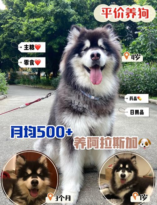 阿拉斯加雪橇犬的冬季养护/阿拉斯加雪橇犬适合的温度-第5张图片 阿拉斯加雪橇犬的冬季养护/阿拉斯加雪橇犬适合的温度-第5张图片