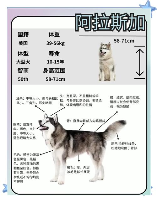 阿拉斯加雪橇犬的冬季养护/阿拉斯加雪橇犬适合的温度-第6张图片 阿拉斯加雪橇犬的冬季养护/阿拉斯加雪橇犬适合的温度-第6张图片