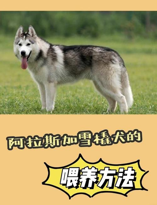 阿拉斯加雪橇犬的冬季养护/阿拉斯加雪橇犬适合的温度-第7张图片 阿拉斯加雪橇犬的冬季养护/阿拉斯加雪橇犬适合的温度-第7张图片
