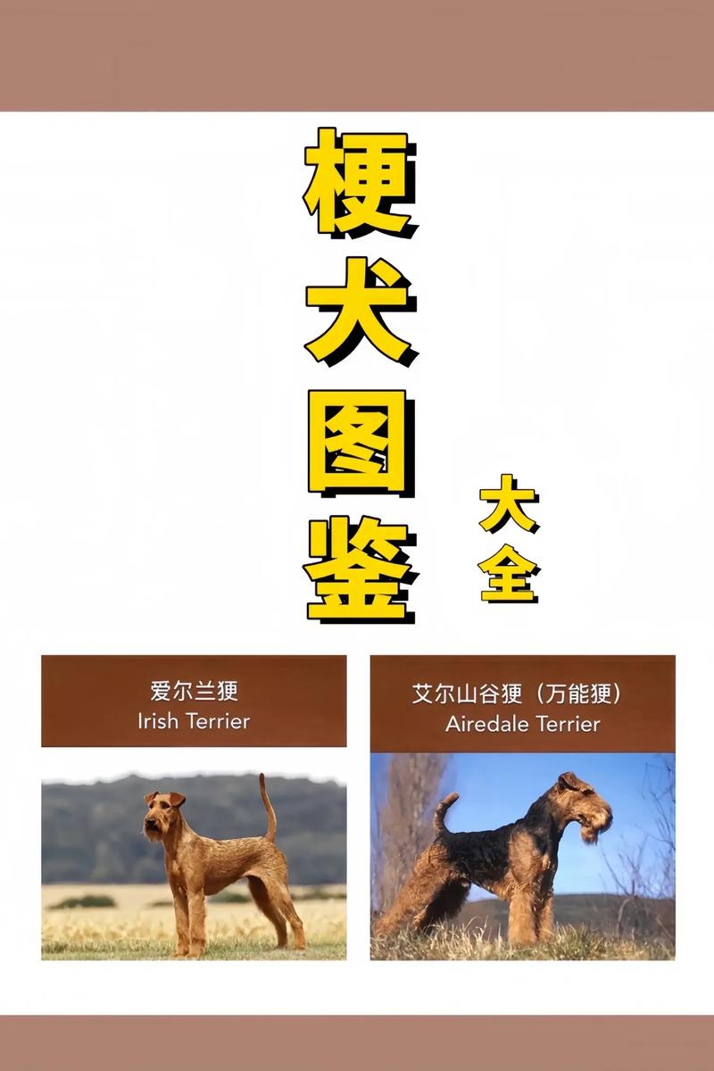 解析“刚毛猎狐梗纯白”你不知道的事-第2张图片 解析“刚毛猎狐梗纯白”你不知道的事-第2张图片