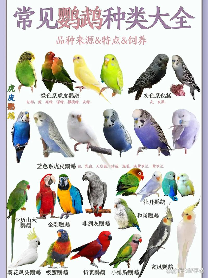 作为消费者“大绯胸不认主吗”你不能不知道-第1张图片 作为消费者“大绯胸不认主吗”你不能不知道-第1张图片