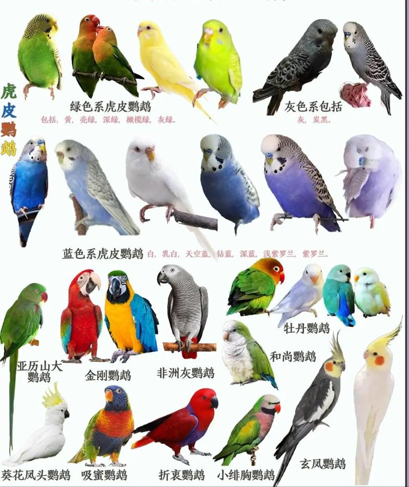 作为消费者“大绯胸不认主吗”你不能不知道-第9张图片 作为消费者“大绯胸不认主吗”你不能不知道-第9张图片