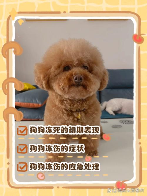 狗狗感冒能吹空调吗/感冒的狗可以吹暖风机吗-第1张图片 狗狗感冒能吹空调吗/感冒的狗可以吹暖风机吗-第1张图片