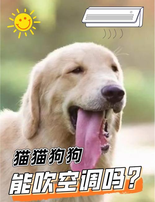 狗狗感冒能吹空调吗/感冒的狗可以吹暖风机吗-第2张图片 狗狗感冒能吹空调吗/感冒的狗可以吹暖风机吗-第2张图片