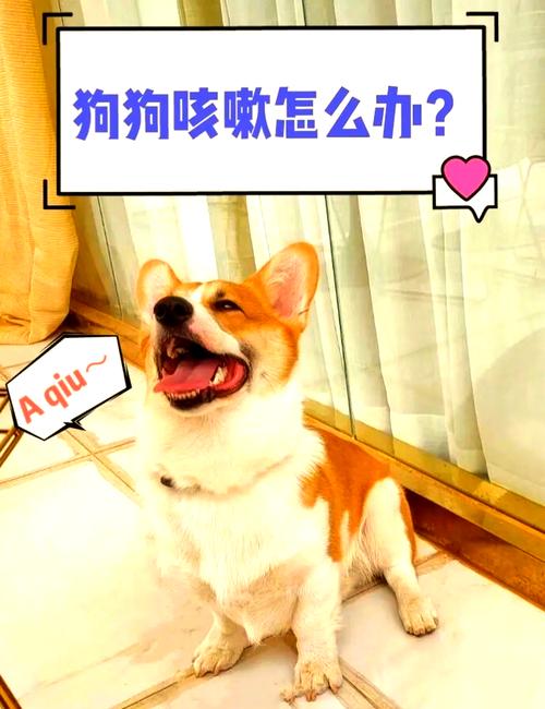 狗狗感冒能吹空调吗/感冒的狗可以吹暖风机吗-第6张图片 狗狗感冒能吹空调吗/感冒的狗可以吹暖风机吗-第6张图片