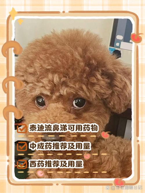 狗狗感冒能吹空调吗/感冒的狗可以吹暖风机吗-第8张图片 狗狗感冒能吹空调吗/感冒的狗可以吹暖风机吗-第8张图片