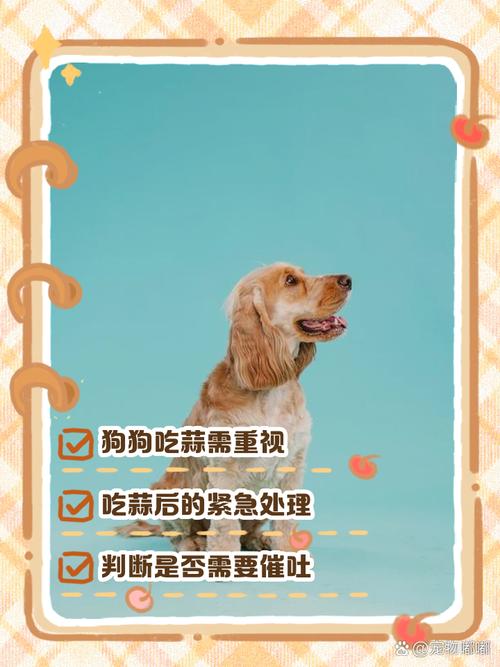 狗狗可以吃大蒜吗/狗可以吃大蒜味的东西吗-第1张图片 狗狗可以吃大蒜吗/狗可以吃大蒜味的东西吗-第1张图片