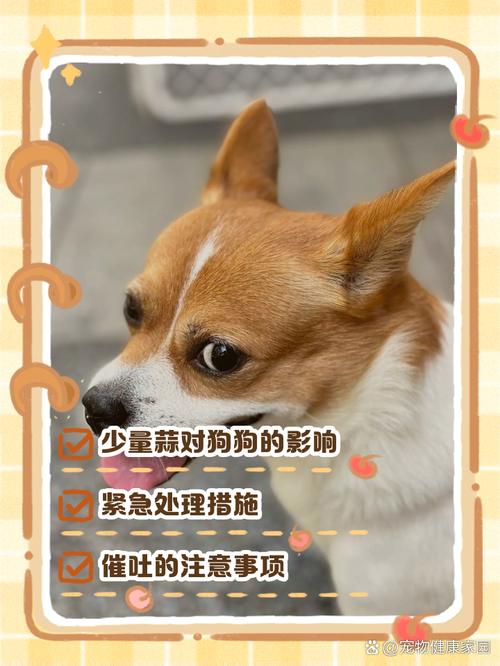狗狗可以吃大蒜吗/狗可以吃大蒜味的东西吗-第2张图片 狗狗可以吃大蒜吗/狗可以吃大蒜味的东西吗-第2张图片