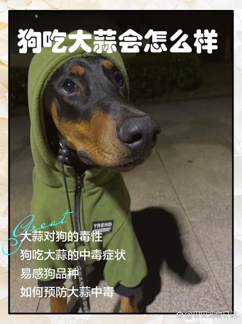 狗狗可以吃大蒜吗/狗可以吃大蒜味的东西吗-第5张图片 狗狗可以吃大蒜吗/狗可以吃大蒜味的东西吗-第5张图片