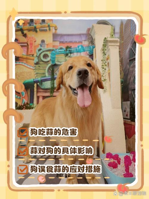 狗狗可以吃大蒜吗/狗可以吃大蒜味的东西吗-第7张图片 狗狗可以吃大蒜吗/狗可以吃大蒜味的东西吗-第7张图片