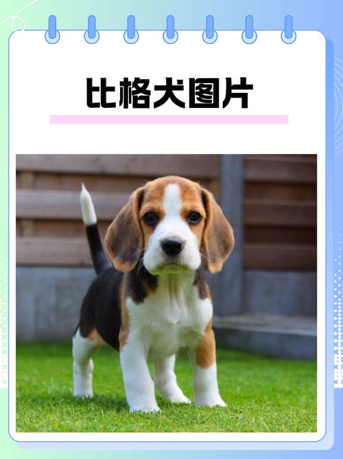 比格犬有几种颜色,比格犬有几种颜色的视频-第1张图片 比格犬有几种颜色,比格犬有几种颜色的视频-第1张图片