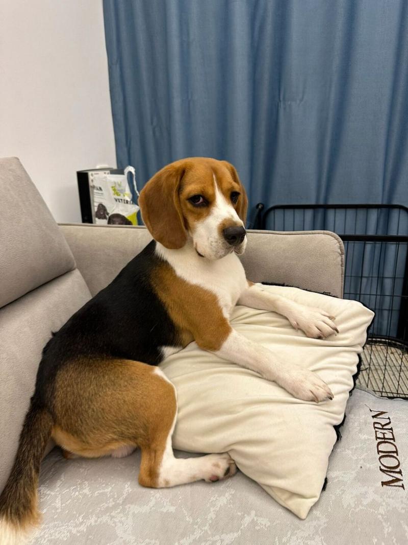 比格犬有几种颜色,比格犬有几种颜色的视频-第3张图片 比格犬有几种颜色,比格犬有几种颜色的视频-第3张图片