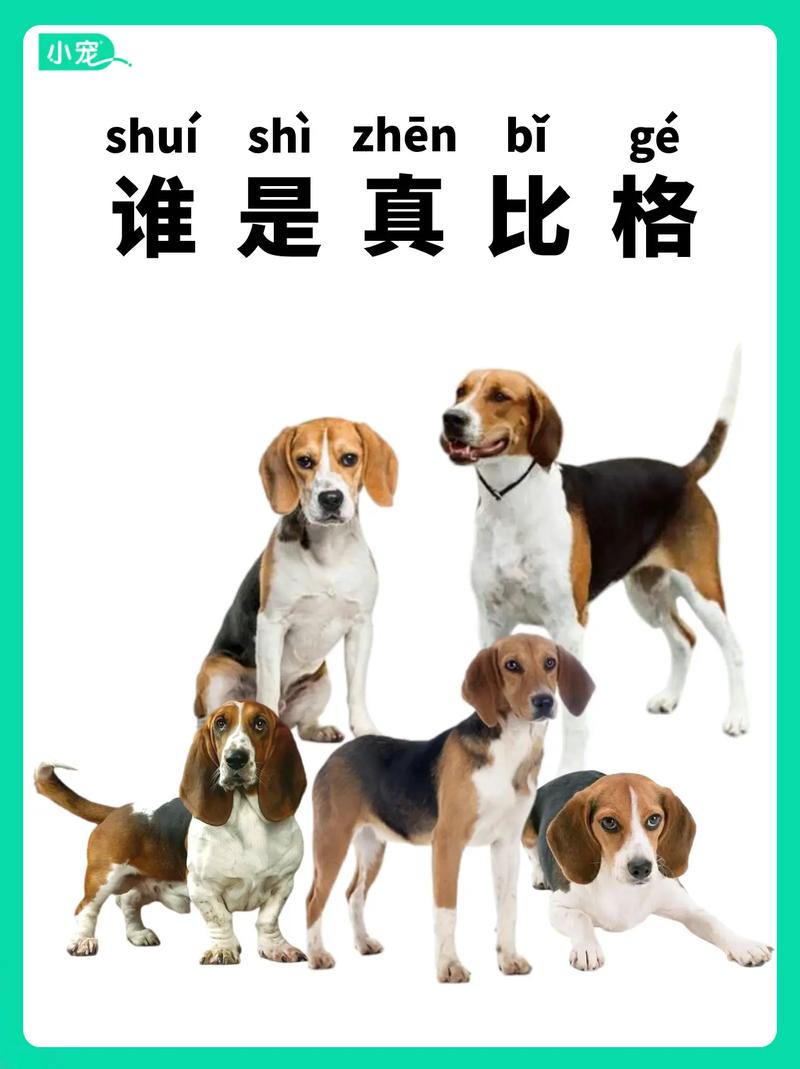 比格犬有几种颜色,比格犬有几种颜色的视频-第5张图片 比格犬有几种颜色,比格犬有几种颜色的视频-第5张图片