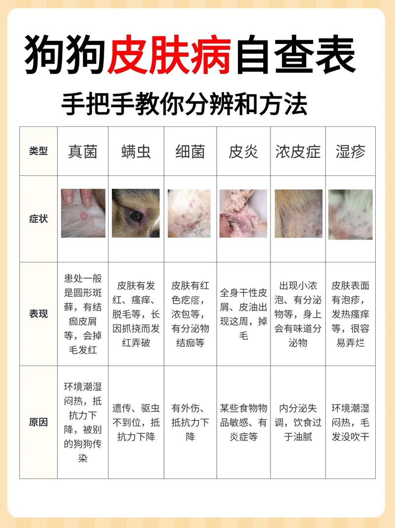 狗狗身上皮肤病怎么办/狗狗满身皮肤病了怎么办-第1张图片 狗狗身上皮肤病怎么办/狗狗满身皮肤病了怎么办-第1张图片