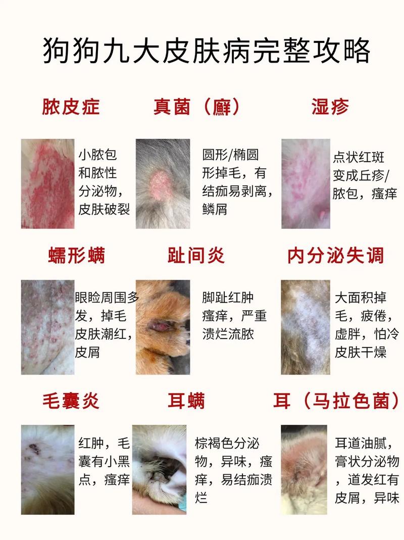 狗狗身上皮肤病怎么办/狗狗满身皮肤病了怎么办-第4张图片 狗狗身上皮肤病怎么办/狗狗满身皮肤病了怎么办-第4张图片