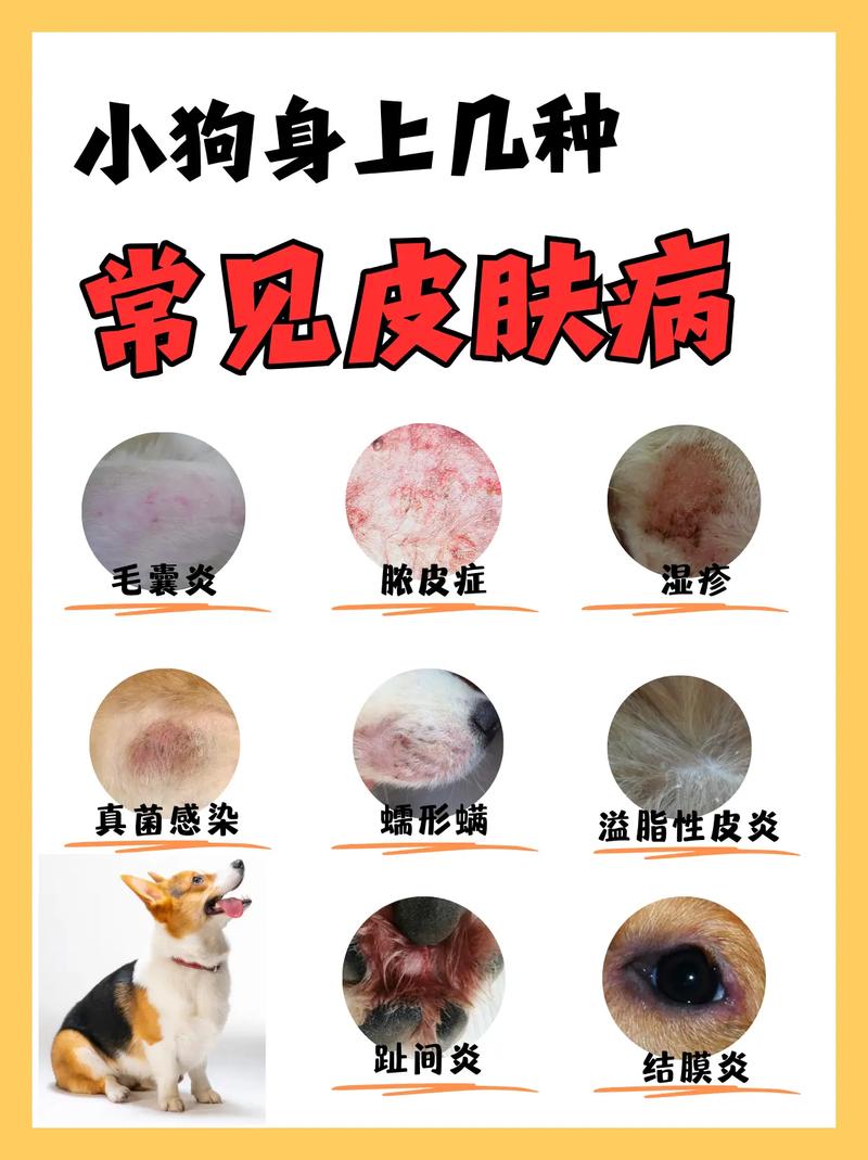 狗狗身上皮肤病怎么办/狗狗满身皮肤病了怎么办-第5张图片 狗狗身上皮肤病怎么办/狗狗满身皮肤病了怎么办-第5张图片
