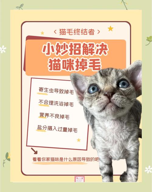 猫咪掉毛的原因-猫咪掉毛的原因和危害-第1张图片 猫咪掉毛的原因-猫咪掉毛的原因和危害-第1张图片