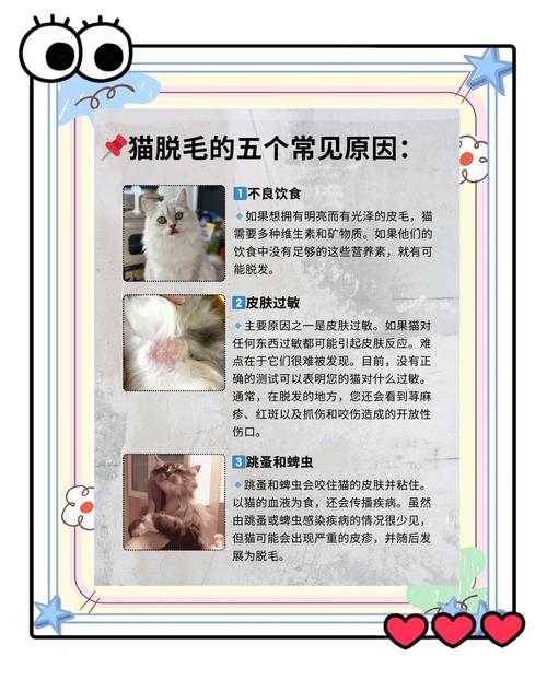 猫咪掉毛的原因-猫咪掉毛的原因和危害-第2张图片 猫咪掉毛的原因-猫咪掉毛的原因和危害-第2张图片