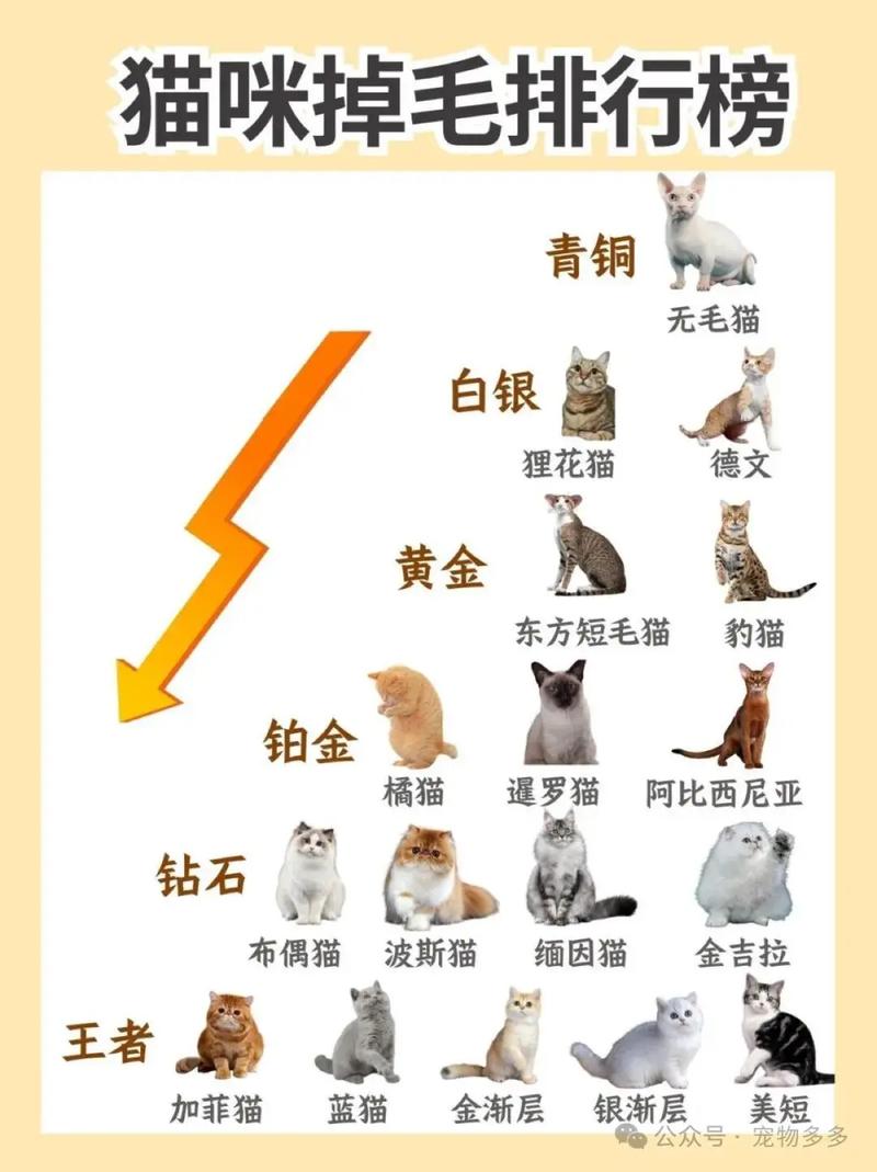 猫咪掉毛的原因-猫咪掉毛的原因和危害-第5张图片 猫咪掉毛的原因-猫咪掉毛的原因和危害-第5张图片