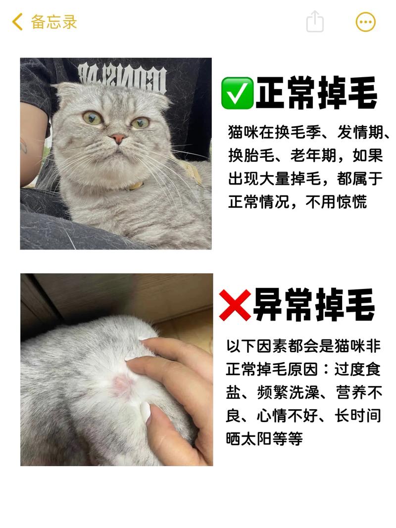 猫咪掉毛的原因-猫咪掉毛的原因和危害-第8张图片 猫咪掉毛的原因-猫咪掉毛的原因和危害-第8张图片