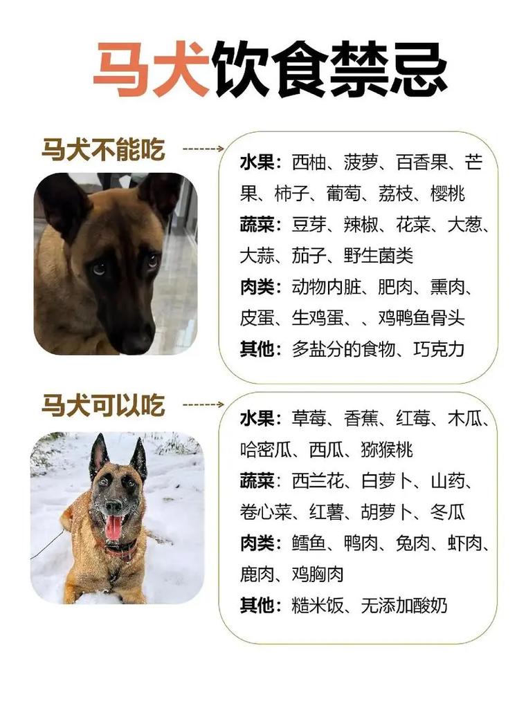 马犬的尾巴有什么特征/马犬的尾巴什么样子的算标准-第1张图片 马犬的尾巴有什么特征/马犬的尾巴什么样子的算标准-第1张图片