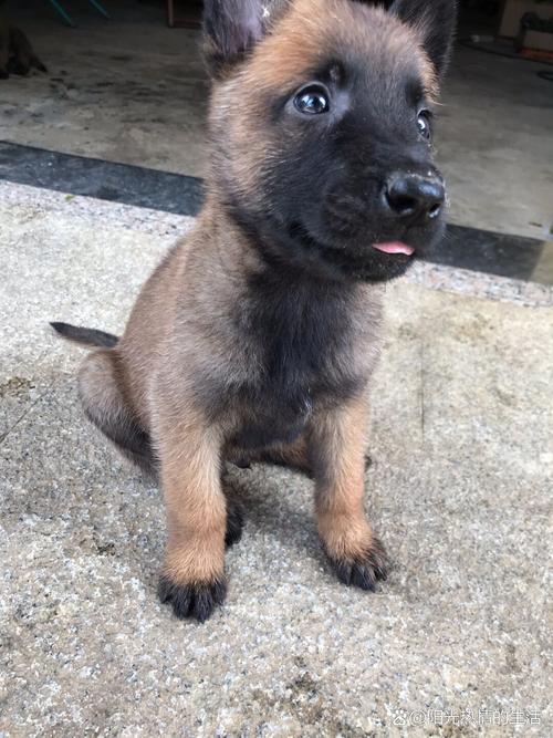 马犬的尾巴有什么特征/马犬的尾巴什么样子的算标准-第5张图片 马犬的尾巴有什么特征/马犬的尾巴什么样子的算标准-第5张图片