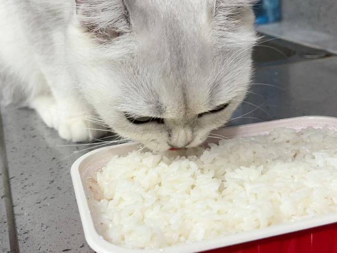 猫能吃米饭吗-宠物猫能吃米饭吗-第1张图片 猫能吃米饭吗-宠物猫能吃米饭吗-第1张图片