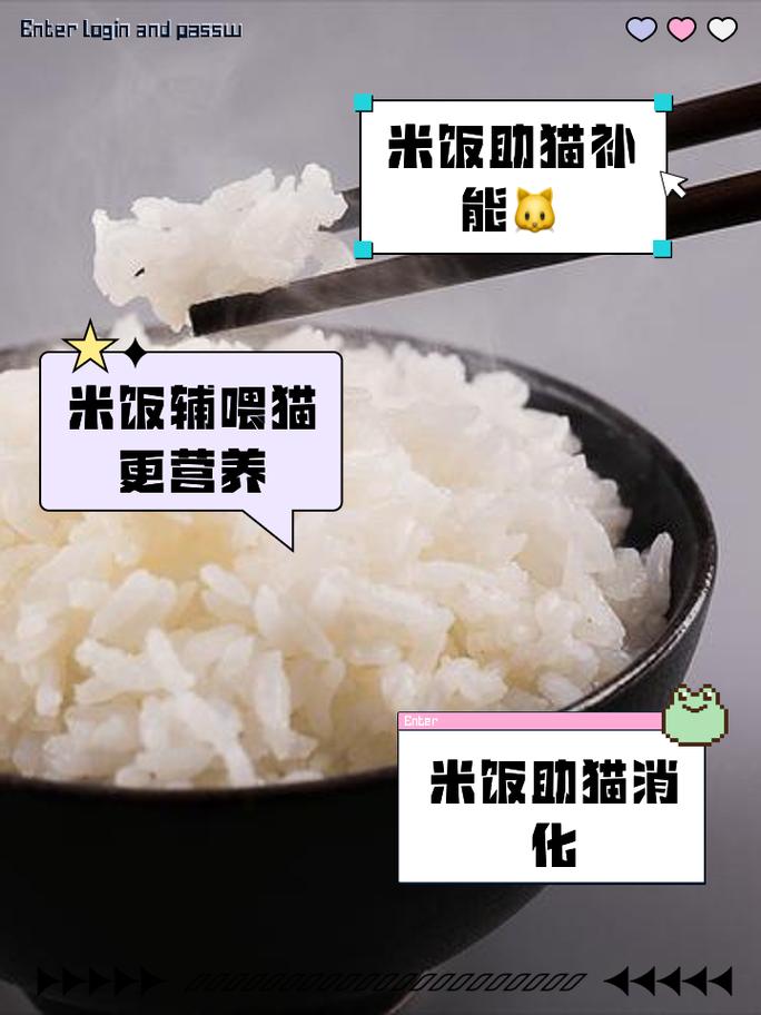 猫能吃米饭吗-宠物猫能吃米饭吗-第2张图片 猫能吃米饭吗-宠物猫能吃米饭吗-第2张图片